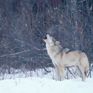 What can soundscapes tell us about our world?
