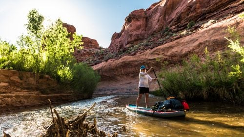 Early in the trip, we paddled past clumps of dead roots and branches that had washed downstream. A portion of this debris was leftover from the mitigation work being done to remove the nonnative Russian olive and tamarisk trees. The Escalante River Watershed Partnership—an alliance of more than 30 private and public agencies, groups, and individuals that range from the Grand Canyon Wildlands Council to the Nature Conservancy—has targeted more than 6,000 acres for restoration along the Escalante and its tributaries to ensure a healthy riparian ecosystem.