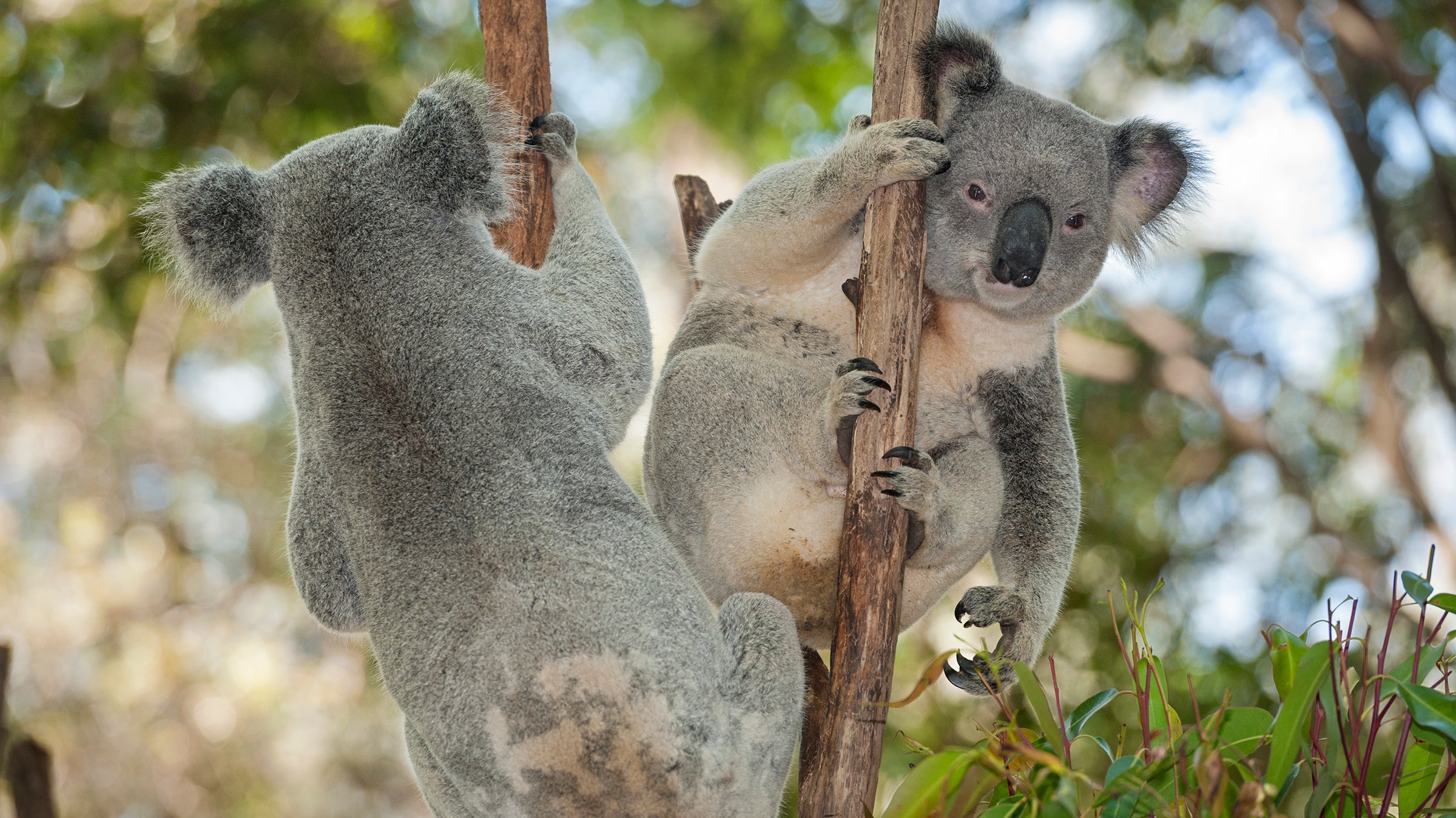 Koalas, one of the Australia’s iconic creatures, are threatened in some areas, while overpopulated in others.