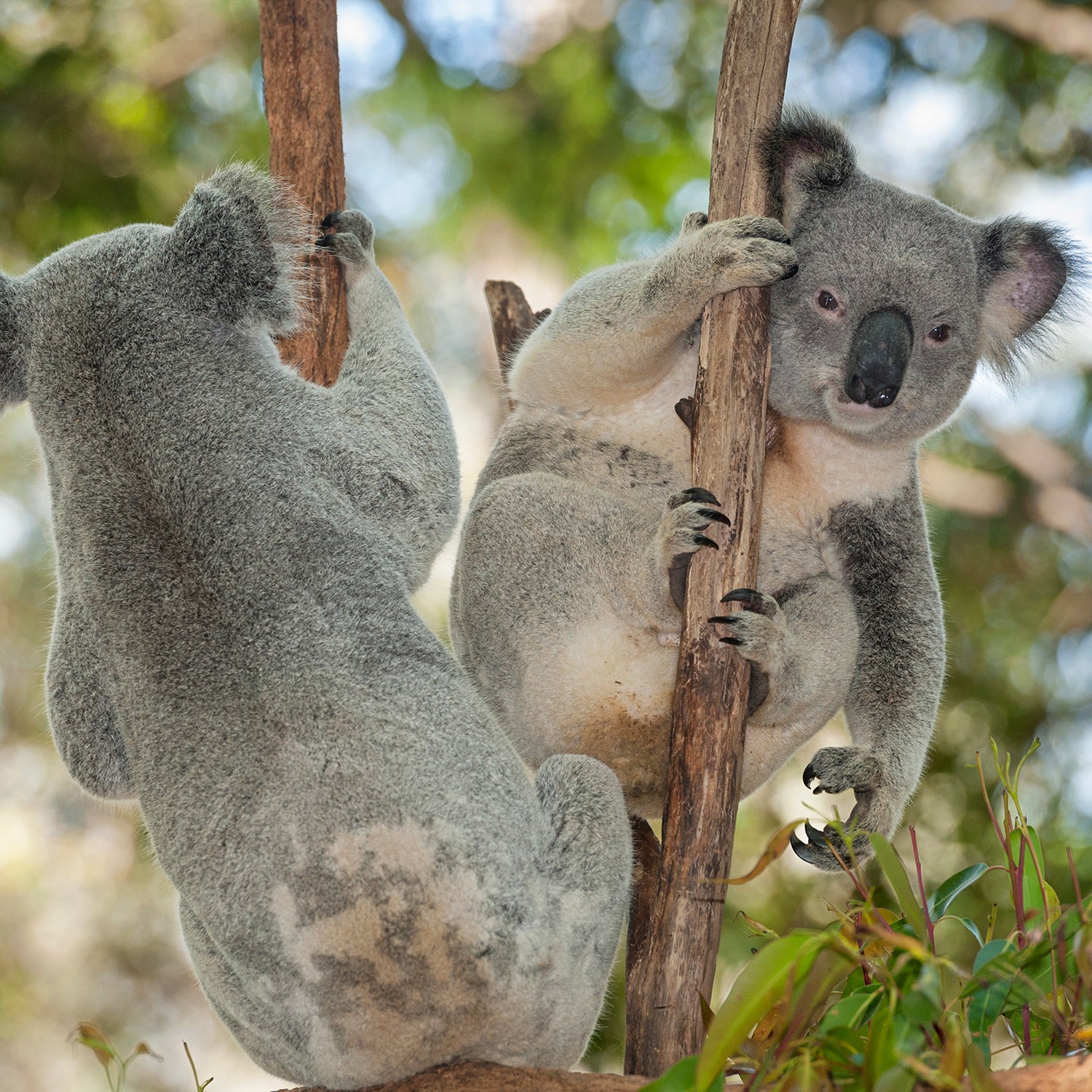 Koalas, one of the Australia’s iconic creatures, are threatened in some areas, while overpopulated in others.