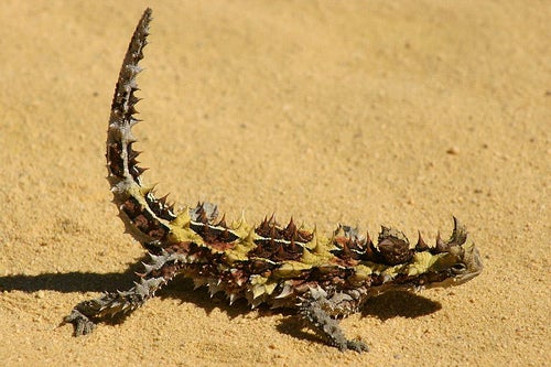 Three Desert Animals You've Never Seen - Outside Online Three Desert Animals You've Never Seen - Outside Online