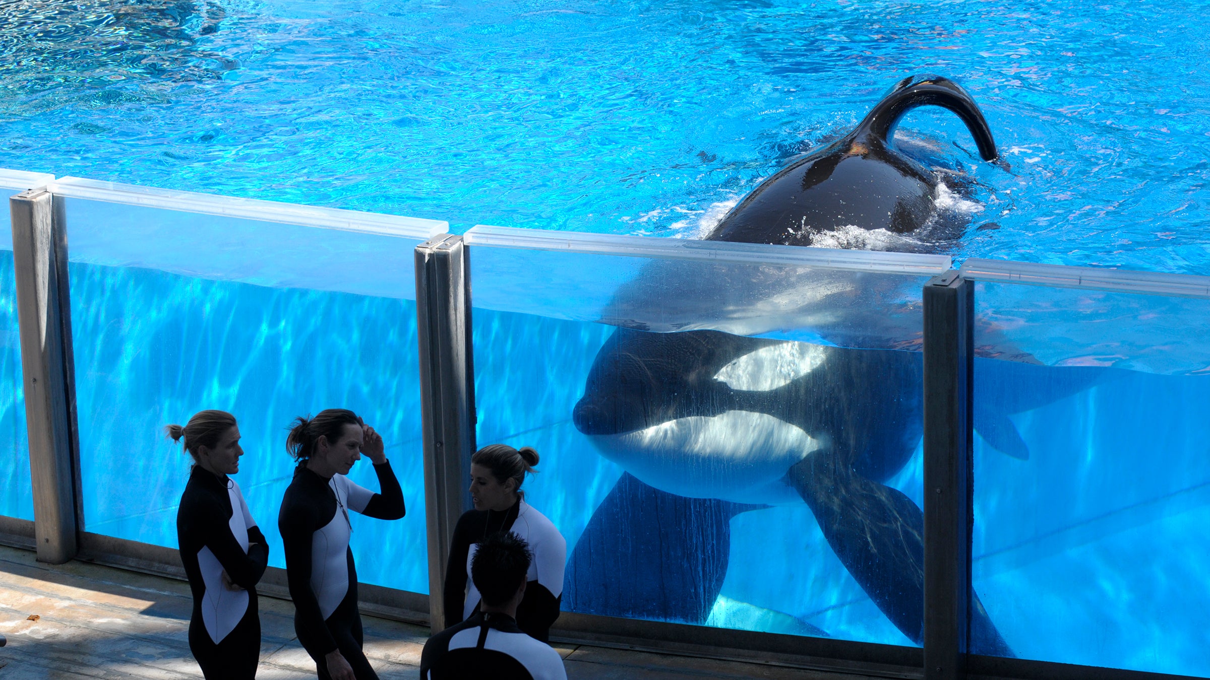 Tilikum had survived longer in captivity than any other male killer whale except one.