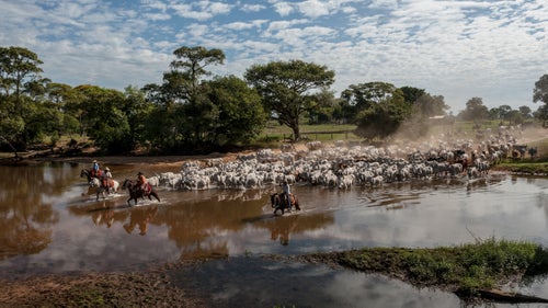 A group of men driving cattle to auction in Brazil. The comitiva, or cattle drive, can take as long as a month for some, depending on the location of their herd.