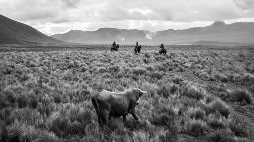 Enraged after being lassoed, a bull’s blood pressure can become dangerously high. To avoid its death, the chagra will cut a piece of the bull’s tail to release pressure.