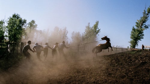 Five men struggling to overpower a bagüal or bronco at Estancia Santa Beatriz, Uruguay.