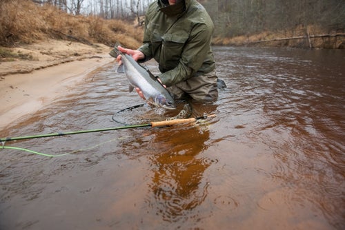 Said to be the hardest-fighting steelhead because of cold water temps and muscular builds, the Lake Superior fish’s pull never disappoints.