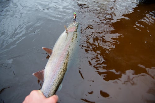 The northern reaches of Michigan are filled with rivers flowing into Lake Superior, many of which hold fish year round. Finding a river is easy. Finding the fish isn’t. Hire a guide to figure out exactly where they are.