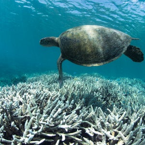 When temperatures rise too high the corals must eject their life-nourishing algae to survive.