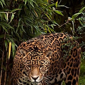 When at full speed, a jaguar can reach up to 64 mph.