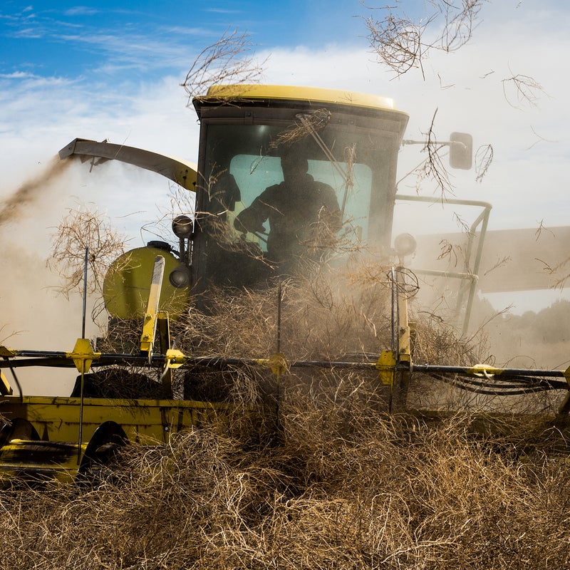 Quite a bit of my research and sourcing on this project comes from local TV news, which does a couple stories every winter about tumbleweed attacks. I caught a segment on Jim Ver Meer, who branded himself the “Tumbleweed Wrangler," and I knew I wanted to tell his story. Ver Meer constructed a machine—and a business—built on mowing down tumbleweeds at a rapid and affordable rate. Here, one his tractor mowers chews up tumbleweeds near La Junta, Colorado.