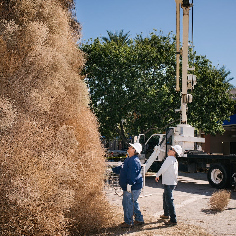 There are several holiday tumbleweed-inspired events in the southwest. The city of Chandler, Arizona, has built a giant Christmas tree made of tumbleweeds for more than 50 years. This photo shows workers constructing the tree, using a rope to check for a nice even smashing of tumbleweeds around the frame.