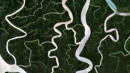 The Sundarbans is a region that covers 3,900 square miles of southern Bangladesh and a small section of Eastern India. This region is densely covered by mangrove forests and contains the largest natural reserve for the Bengal tiger. Over the past two centuries, approximately 2,600 square miles of the Sundarbans’ land has been developed.