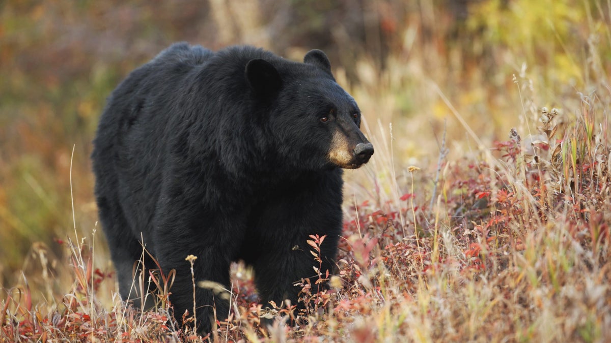 Why Do We Kill the Bears We Encounter in the Wild? Outside Online