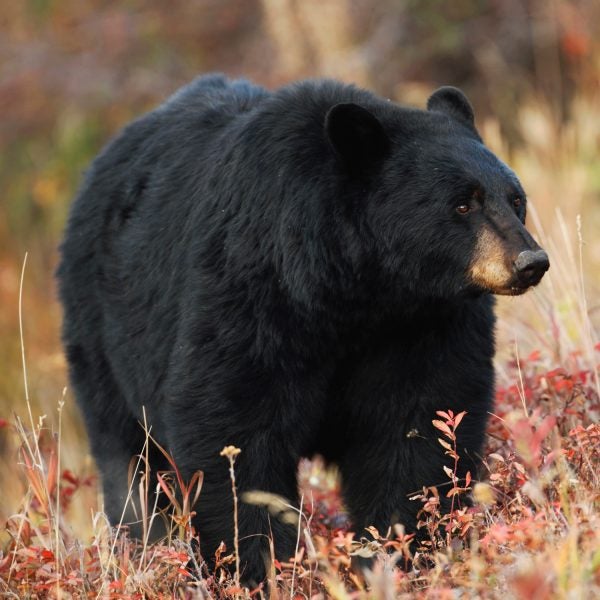 Black bears are spotted more regularly now than ever, as outdoor enthusiasts venture deeper into their territory.