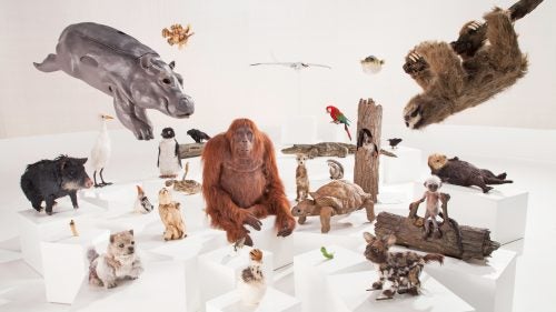 The fiberglass menagerie before you is made up of 34 animatronic beasts, created for Spy in the Wild, a Nature miniseries on PBS in which cameras disguised as animals embed with the real beasts for an immersive take on the nature documentary. Each spy is outfitted with ultra-high-definition (UHD) spy cameras for eyes, allowing it to see its surroundings.
The Spy series began 16 years ago when producer and director John Downer became the first filmmaker to capture life among a pride of lions. He did it by shooting from the point of view of a mobile rock, fondly referred to as Bouldercam. Spy Puffer Fish from his BBC One documentary Dolphins: Spy in the Pod, captured iconic footage revealing how dolphins deliberately get high on puffer fish nerve toxins by chewing on them.
This year’s program is the most ambitious the Spy series has taken on, according to Downer. Filming the 8,000 hours of footage for Spy in the Wild took three years and required the team to travel to 21 different countries, often staying within hundreds of feet of the wildlife they were filming day and night. The five-part series airs Wednesdays through March 1 at 8 p.m. (ET) on PBS and is available for limited-time streaming at pbs.org/nature.