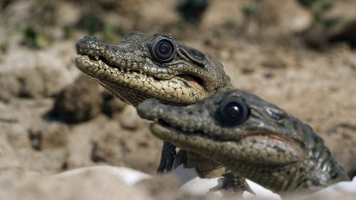Spy Crocodile is the first ever amphibious robot and took six months to build. Crocodiles are more aurally and visually inclined, relying less on scent to identify familiars and more on accurate posture and movement. They also rely on the cries emitted by crocodile hatchlings, the spy versions of which are pictured above. These cries tell the mother and one another that they are ready to emerge, which is useful as there is safety in numbers.
While the real Nile crocodiles’ behavior as witnessed by the spies was not scientifically groundbreaking, it had only been witnessed in captivity. The Spy Croc Hatchlings were able to capture an unprecedented moment in which they were gathered in the mouth of a wild female, along with her own young, as she carried them all underwater.