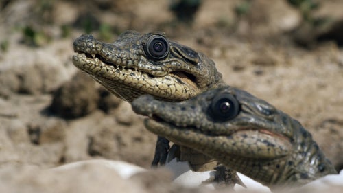 Spy Crocodile is the first ever amphibious robot and took six months to build. Crocodiles are more aurally and visually inclined, relying less on scent to identify familiars and more on accurate posture and movement. They also rely on the cries emitted by crocodile hatchlings, the spy versions of which are pictured above. These cries tell the mother and one another that they are ready to emerge, which is useful as there is safety in numbers.
While the real Nile crocodiles’ behavior as witnessed by the spies was not scientifically groundbreaking, it had only been witnessed in captivity. The Spy Croc Hatchlings were able to capture an unprecedented moment in which they were gathered in the mouth of a wild female, along with her own young, as she carried them all underwater.