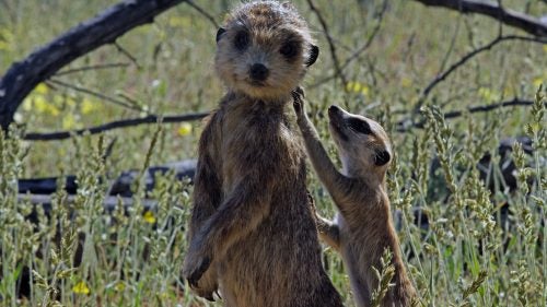 Spy Meerkat was the first to be created for the series. Meerkats are very territorial, so those that smell like outsiders are immediately unwelcome. Producers had to rub droppings collected from their chosen clan onto the spy in order to have any chance at success.
Sometimes an animal would anoint their own smell onto the remote camera devices, as in the case of the Arctic wolves. The wolves would urinate and roll on the equipment, happily incorporating it into their territory, much to the delight of producer Philip Dalton. No pheromones were used during filming, but the spies often became masked in the smell of their environment as they became covered in dirt, mud, and dust.
