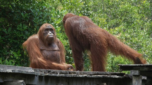 Behind the program is a big team of trackers and field guides, like Birutė Galdikas, who studies orangutans in Borneo and whose local knowledge proves useful when looking for certains types of behavior. Producers also consulted with scientists before deploying the spy into the wild to maximize success.