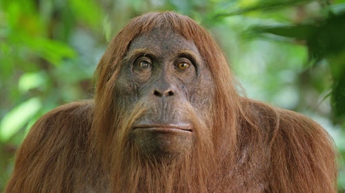 Most of the program’s footage is actually taken from the long lens cameras; the value of the Spies lies mostly in the experiment of embedding technology among the natural order.
This new frontier of study has gained considerable support among scientists like anthropologist Jill Pruetz, who was shown footage of a spy chimpanzee in Senegal. She was astounded at seeing the apes so close. When researching in the field, Pruetz normally shadows the apes at a minimum distance of 20 meters away to avoid affecting their behavior by the transmission of pathogens. She felt that the wide-angle perspective of the remote cameras in the heart of the troop was valuable, as she had never seen the chimps looking quite so human before.