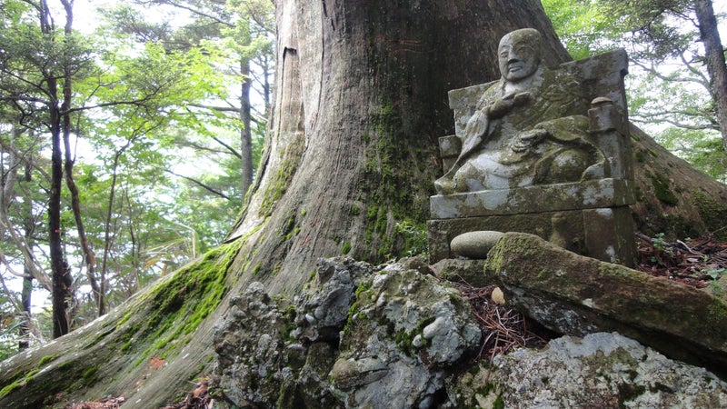 The largest Japanese umbrella pine tree known in the world at 6.5 ft in diamater growing in Shizuoka Prefecture.