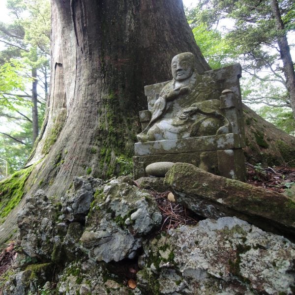 The largest Japanese umbrella pine tree known in the world at 6.5 ft in diamater growing in Shizuoka Prefecture.