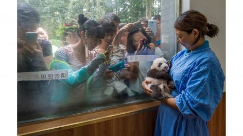 Nature - Second Prize, Stories, Title: Pandas Gone Wild
Caretaker Li Feng cradles her precious charge by the window of Bifengxia’s panda nursery, the most popular stop for visitors touring the facilities. More than 400,000 people visit each year to glimpse and snap photos of China’s most beloved baby animals.