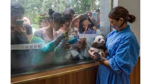 Nature - Second Prize, Stories, Title: Pandas Gone Wild
Caretaker Li Feng cradles her precious charge by the window of Bifengxia’s panda nursery, the most popular stop for visitors touring the facilities. More than 400,000 people visit each year to glimpse and snap photos of China’s most beloved baby animals.