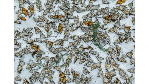 Nature - Third Prize, Singles
A carpet of monarch butterflies covers the forest floor of El Rosario Butterfly Sanctuary, in Michoacán, Mexico, on March 12. A strong snow storm hit the mountains of Central Mexico on March 8 and 9, creating havoc in the wintering colonies of monarch butterflies just as they were starting their migration back north to the U.S. and Canada. Climate change is creating an increase of these unusual weather events, representing one of the biggest challenges for these actually resilient insects during their hibernation.