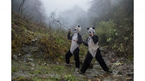 Nature - Second Prize, Stories, Title: Pandas Gone Wild
In a large forested enclosure of the Wolong Reserve, panda keepers Ma Li and Liu Xiaoqiang listen for radio signals from a collared panda training to be released to the wild. Tracking can tell them how the cub is faring in the rougher terrain up the mountain.