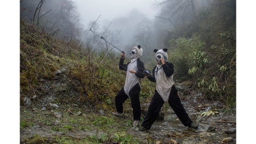 Nature - Second Prize, Stories, Title: Pandas Gone Wild
In a large forested enclosure of the Wolong Reserve, panda keepers Ma Li and Liu Xiaoqiang listen for radio signals from a collared panda training to be released to the wild. Tracking can tell them how the cub is faring in the rougher terrain up the mountain.