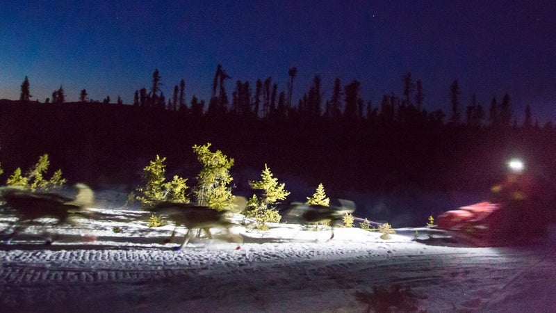 A sled dog team races through the night to make it to the next checkpoint.