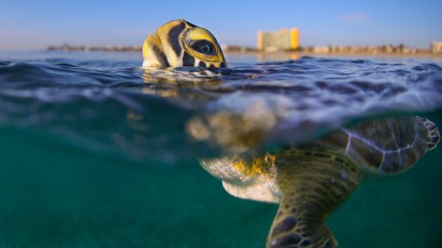 “A green sea turtle rises to the surface for a breath just off the coast of Florida. During nesting season, I go out with our amazing biologists, scientists, and volunteers who help to protect and document sea turtle habitats in South Florida.”
Photographer: Ben Hicks
Location: Boca Raton, Florida
Category: Sustainable Travel
