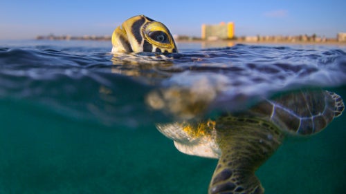 “A green sea turtle rises to the surface for a breath just off the coast of Florida. During nesting season, I go out with our amazing biologists, scientists, and volunteers who help to protect and document sea turtle habitats in South Florida.”
Photographer: Ben Hicks
Location: Boca Raton, Florida
Category: Sustainable Travel