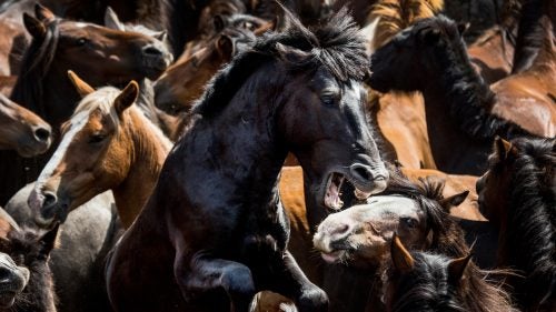 Every year, the Smithsonian holds a photo contest highlighting some of the best photographs from around the world. Here are our favorite finalists. If you want to weigh in, vote on your favorites here. The winner will be announced Tuesday, March 28.
Photo:
Taking place every July across Galicia, the Rapa das Bestas, or the “Shearing of the Beasts,” involves cutting the manes of semiferal horses that live in the mountains. Horses are rounded up into enclosures called curros, where the foals are branded and the adults groomed before being freed.
Photographer: Javier Arcenillas
Location: Pontevedra, Spain
Category: Natural World