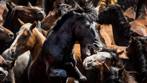 Every year, the Smithsonian holds a photo contest highlighting some of the best photographs from around the world. Here are our favorite finalists. If you want to weigh in, vote on your favorites here. The winner will be announced Tuesday, March 28.
Photo:
Taking place every July across Galicia, the Rapa das Bestas, or the “Shearing of the Beasts,” involves cutting the manes of semiferal horses that live in the mountains. Horses are rounded up into enclosures called curros, where the foals are branded and the adults groomed before being freed.
Photographer: Javier Arcenillas
Location: Pontevedra, Spain
Category: Natural World