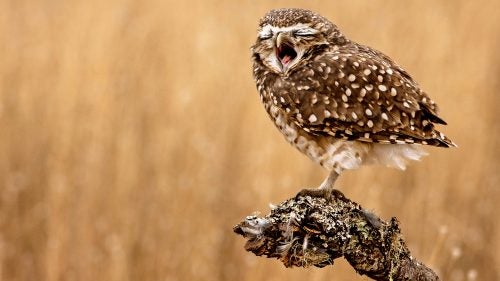An owl appears to yawn.
Photographer: Mario Gustavo Fiorucci
Location: Santa Rosa, La Pampa, Argentina
Category: Natural World