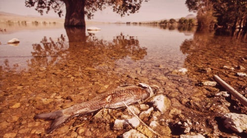 Dead fish at Pahranagat National Wildlife Refuge, near Las Vegas, Nevada.