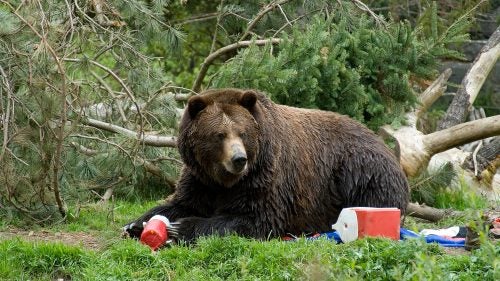 6 Ways To Keep Animals From Raiding Your Camp Food Outside Online