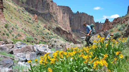 From Packard’s blazingstar and the grimy mousetail to the bulbous Owyhee clover, the canyonlands are home to 28 endemic plant species. But flowering plants aren’t the only rare specimens thriving in this sagebrush sea. One of the largest, and last herds of California bighorn sheep roam here, and the buxom greater sage-grouse—a longtime candidate for listing on the Endangered Species Act—hide deep in the brush.