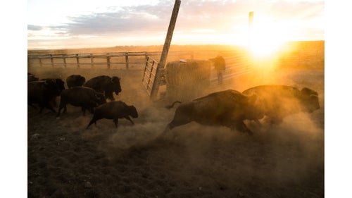 A group of wild bison race toward a 50,000-acre pasture within The Nature Conservancy's Medano Zapata Ranch during the annual roundup. These wild bison are part of a herd owned by The Nature Conservancy and managed by Ranchlands in the high desert of Colorado’s San Luis Valley. One week a year, these bison come into contact with humans, a jeep, plane, horse, or motorbike. The other 364 days, they’re free to roam a 50,000-acre pasture flanked by Great Sand Dunes National Park. It’s not dissimilar to the species’ experience before it was nearly killed off in the 1890s.