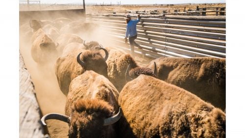 Duke Phillips IV, chief operating officer of Ranchland and a fourth-generation rancher, counts the passing bison to ensure the herd will never exceed the number of animals the land can sustain.
