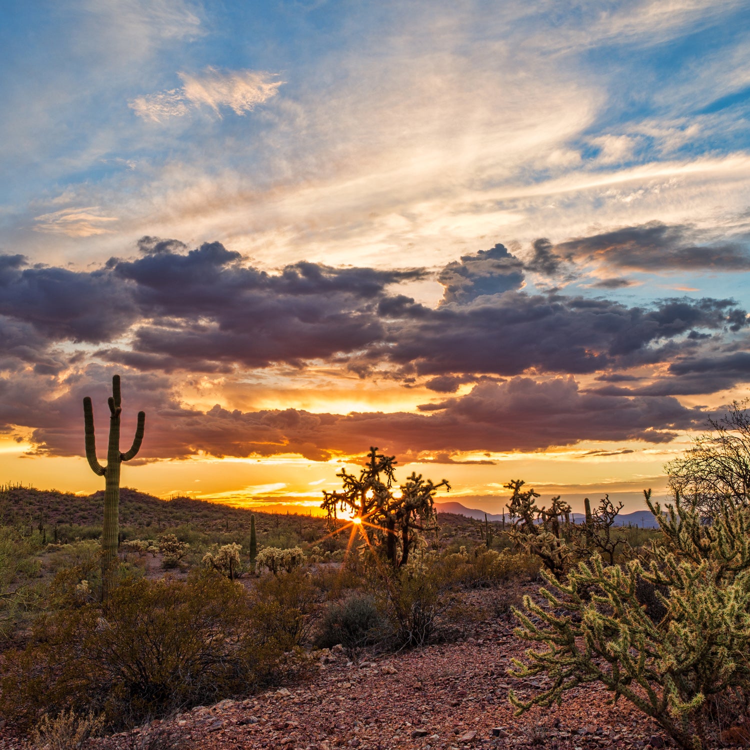 Gary Paul Nabhan spent years wandering the Sonoran desert in search of a rare chile.