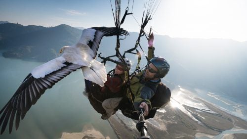 The Parahawking Project supports a number of conservation projects and hopes experiences with these birds in the air will only increase awareness of their importance.