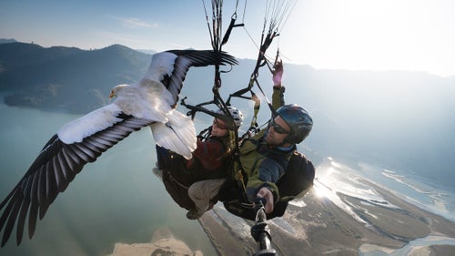 The Parahawking Project supports a number of conservation projects and hopes experiences with these birds in the air will only increase awareness of their importance.