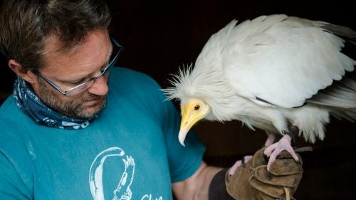 We start the day getting the birds out of their aviaries. This is Bob, a nine-year-old male Egyptian vulture, who is not an early riser.
Vultures are in serious decline. In the last 15 years, the numbers have dropped by a staggering 99 percent in some parts of Asia, with similar numbers following in Europe and Africa. One reason for such rapid decline is a veterinary drug called Diclofenac, which is an anti-inflammatory drug administered to sick and dying livestock to reduce pain and suffering. If vultures feed on an animal that dies with the drug still in its system, they typically die within 24 hours.