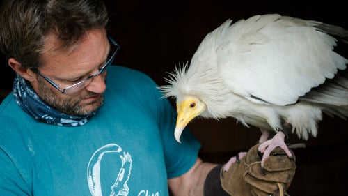 We start the day getting the birds out of their aviaries. This is Bob, a nine-year-old male Egyptian vulture, who is not an early riser.
Vultures are in serious decline. In the last 15 years, the numbers have dropped by a staggering 99 percent in some parts of Asia, with similar numbers following in Europe and Africa. One reason for such rapid decline is a veterinary drug called Diclofenac, which is an anti-inflammatory drug administered to sick and dying livestock to reduce pain and suffering. If vultures feed on an animal that dies with the drug still in its system, they typically die within 24 hours.