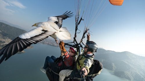 Paragliding high above a beautiful landscape is already a bucket list item, but doing it alongside an Egyptian vulture might bump it up to the top of the list. Pioneered by Scott Mason, who has been training birds since he was ten, parahawking consists of a trained vulture or hawk guiding a paraglider through thermals or air pockets in the sky for long, bird-like flights. The pilot or tandem companion holds some meat in a glove and sporadically rewards the bird with it. The Parahawking Project, originally founded in Pokhara, Nepal, and since moved to Algodonales, Spain, makes this experience available to tourists in hopes of raising support for birds of prey across the Europe and Asia.
Here, Mason takes us through a flight through the Himalayas with Bob, an Egyptian vulture, and fellow paraglider Cherise Tuttle.
Mason: Here, Tuttle and I make contact with Bob during a flight above Pokhara, Nepal. Rescued and rehabilitated raptors such as Egyptian vultures are trained under the Parahawking Project’s proven program. They learn to fly with paragliders and, by using their incredible ability to conserve energy, guide the paragliders to the best thermals.
Thermals are rising columns of warm air that are created when the sun heats the ground. They provide lift for paragliders and soaring birds such as vultures, allowing them to save energy. Because birds such as eagles, hawks, and vultures instinctively conserve energy while flying and have a natural ability to find thermals, they provide the perfect thermal marker for paragliders.