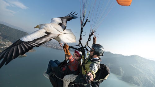 Paragliding high above a beautiful landscape is already a bucket list item, but doing it alongside an Egyptian vulture might bump it up to the top of the list. Pioneered by Scott Mason, who has been training birds since he was ten, parahawking consists of a trained vulture or hawk guiding a paraglider through thermals or air pockets in the sky for long, bird-like flights. The pilot or tandem companion holds some meat in a glove and sporadically rewards the bird with it. The Parahawking Project, originally founded in Pokhara, Nepal, and since moved to Algodonales, Spain, makes this experience available to tourists in hopes of raising support for birds of prey across the Europe and Asia.
Here, Mason takes us through a flight through the Himalayas with Bob, an Egyptian vulture, and fellow paraglider Cherise Tuttle.
Mason: Here, Tuttle and I make contact with Bob during a flight above Pokhara, Nepal. Rescued and rehabilitated raptors such as Egyptian vultures are trained under the Parahawking Project’s proven program. They learn to fly with paragliders and, by using their incredible ability to conserve energy, guide the paragliders to the best thermals.
Thermals are rising columns of warm air that are created when the sun heats the ground. They provide lift for paragliders and soaring birds such as vultures, allowing them to save energy. Because birds such as eagles, hawks, and vultures instinctively conserve energy while flying and have a natural ability to find thermals, they provide the perfect thermal marker for paragliders.