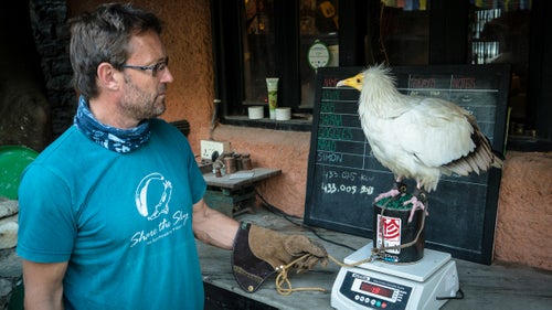 All of the birds are weighed and their food carefully monitored throughout their lives. This is to ensure they get a healthy balanced diet and are fit and capable of flying. The best weight can vary with each bird, for Bob it’s about 3.75 pounds. When their head feathers are standing upright as Bob’s are in this image, it's a sign they are relaxed and content.
